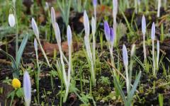 Stinzenplantenrondwandeling in Domies Toen