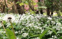 Rondwandeling langs eetbare planten en bloemen
