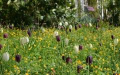 Stinzenplantenrondwandeling in Domies Toen met Heilien Tonc