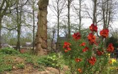 Stinzenplantenrondwandeling