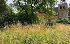 Rondwandeling langs vlinders en insecten